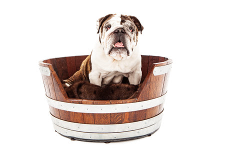 Bulldog sitting in a dog bed against a white backdropの写真素材