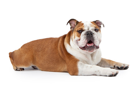 A young nine month old English Bulldog laying down against a white background and looking at the cameraの写真素材