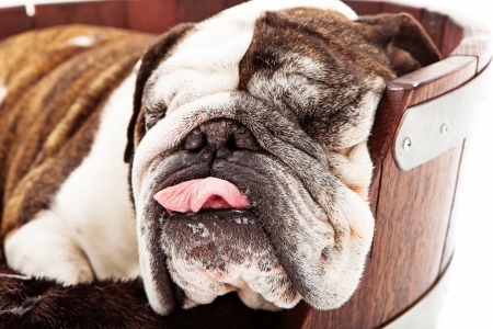 Closeup photo of a Bulldog taking a nap with his tongue out の写真素材