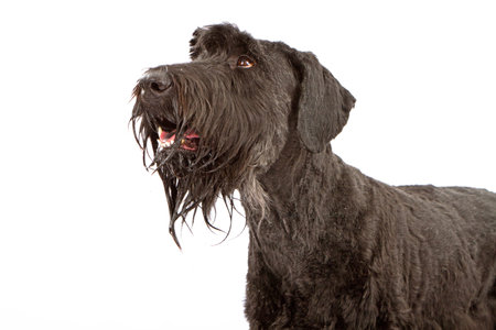 Closeup view of a giant Schnauzer dog against a white backdrop looking upの写真素材
