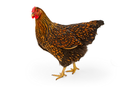 A profile of a gold and black hen hen isolated on whiteの写真素材