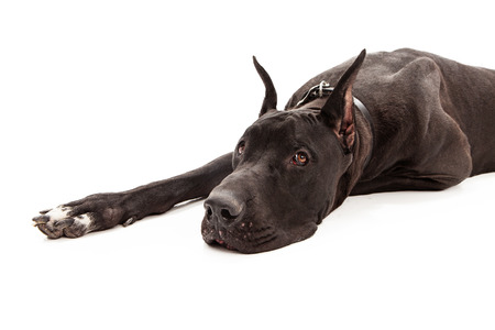 A large black Great Dane dog with cropped ears laying down against a white background. の写真素材