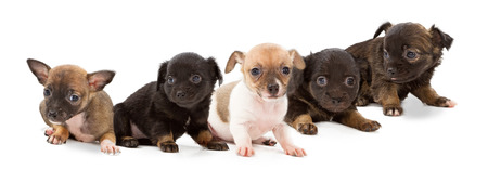 A litter of five Dachshund mix puppies that are five weeks old sitting together against a white backgroundの写真素材