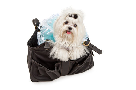 A Maltese dog wearing a blue Tutu in a designer black travel carrierの写真素材