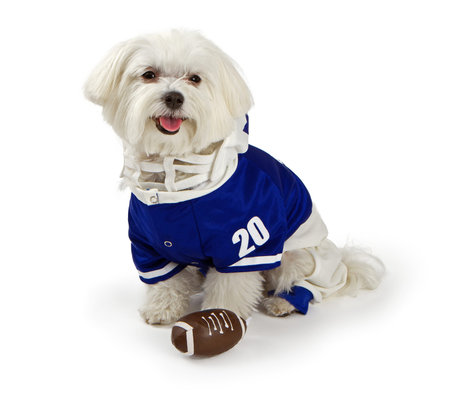 Maltese dog isolated on white wearing blue football uniformの写真素材