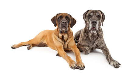 Two beautiful and well behaved Mastiff dogs laying down together against a white backdropの写真素材