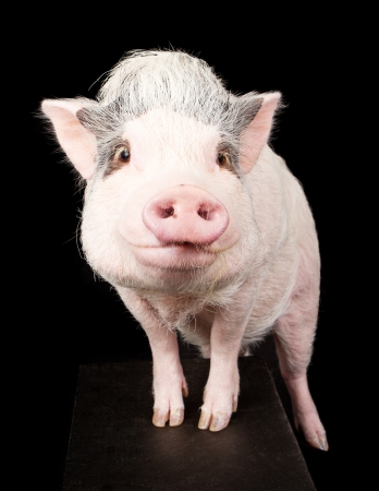 A pink pot-bellied pig with hooves up on a stool. Isolated on black.の写真素材