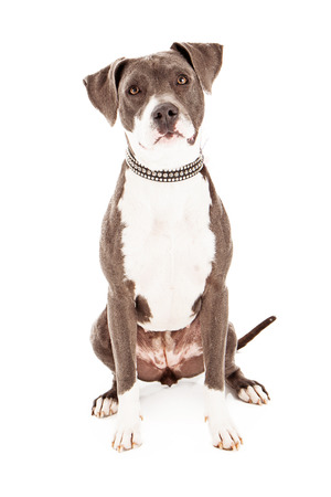A beautiful mixed breed dog that is mainly Pit Bull sitting against a white background with a sad lookの写真素材