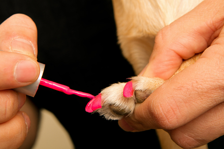 A male groomer painting a dog's nails with pink polishの写真素材