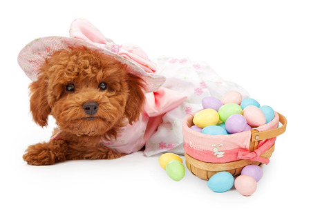An Adorable red Poodle puppy wearing a pink Easter dress and bonnet laying against a white backdrop with a basket of colorful Easter eggsの写真素材