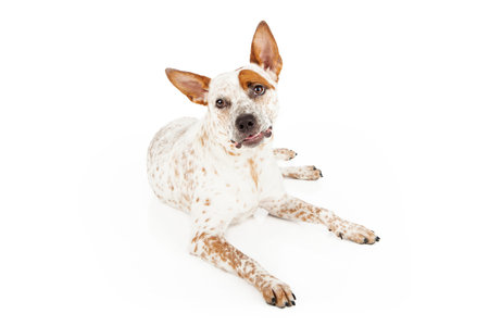 Queenslad Heeler mixed breed dog laying against a white backdrop with a funny face