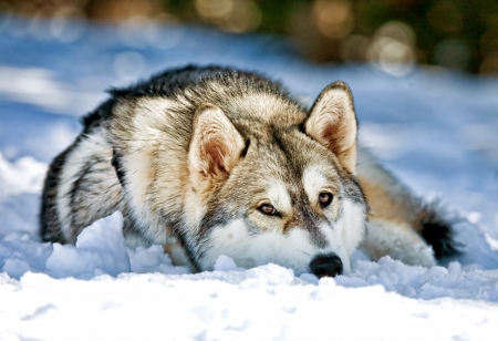 A beautiful Siberian Husky dog resting his head on snow covered groundの写真素材