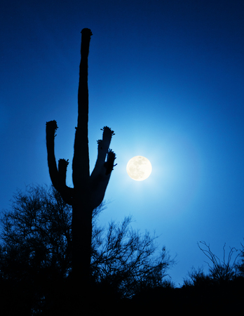 The Super Full Moon on May 5, 2012 with a silhouette of a blooming Saguaro cactus in the foreground. Photograph was taken from the top of South Mountain in Phoenix, Arizona.の写真素材