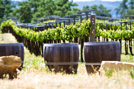 A vineyard with young grape vines and old oak barrelsの写真素材