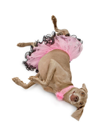 A beautiful female Weimaraner dog wearing a pink and black tutu and a flower collar laying upside-down on a white backdropの写真素材