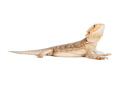 A side profile view of a bearded dragonの写真素材