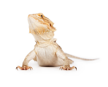 A bearded dragon looking upの写真素材