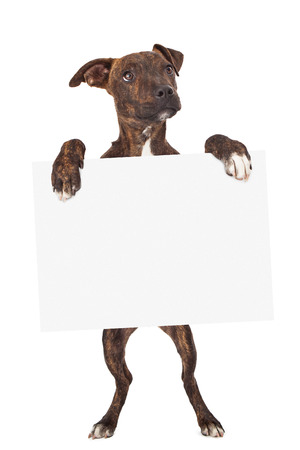 A cute young brindle coated mixed large breed dog standing up and holding a blank white signの写真素材