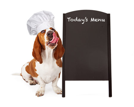 A cute Basset Hound dog wearing a chef hat while looking up and sticking his tongue out to lick his...