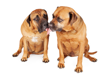 Two Mastiff dogs sitting against a white backdrop and kissing の写真素材
