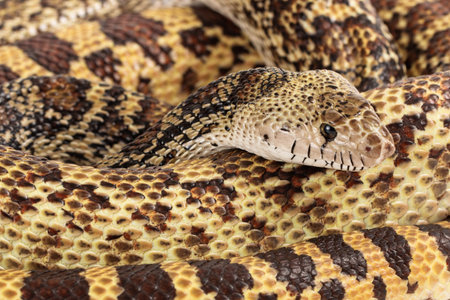 A full view of a coiled up large Bullsnake