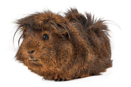 A cute Peruvian Guinea Pig with long brown hair sitting against a white backdrop