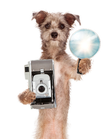 A cute mixed terrier breed dog standing on his hind legs while holding a vintage camera and flash unitの写真素材