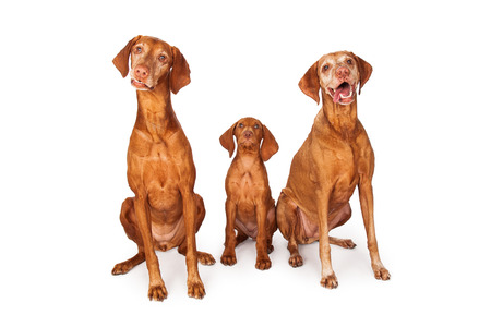 Two adult and one young puppy Vizsla breed dogs sitting togetherの写真素材
