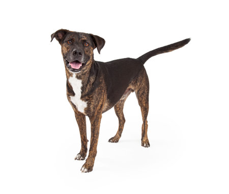 A friendly and happy mixed breed dog standing and looking forward with a happy expression and open...