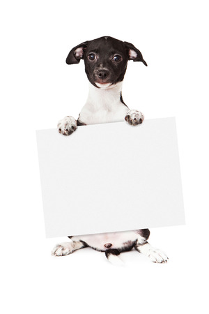 A cute little black and white mixed breed puppy sitting up and holding a blank sign while looking at the camera. Isolated on a white background.の写真素材