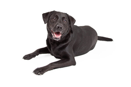 A happy Labrador Retriever Dog laying at an angle while looking to the side. Mouth is open.の写真素材