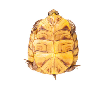 The bottom of the shell of a Box Turtle