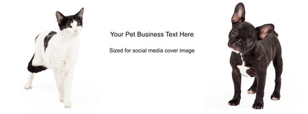 A dog and a cat with black and white fur standing against a white background. Image cropped to the...
