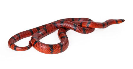 A large red Hungarian milk snake curled up and facing the side