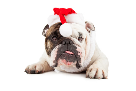 A funny English Bulldog laying down while wearing a Christmas Santa hatの写真素材