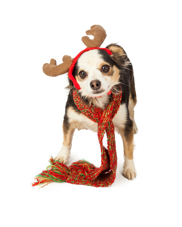 A cute little Chihuahua, Papillon and Terrier mixed breed dog wearing a Christmas scarf and reindeer antlersの写真素材