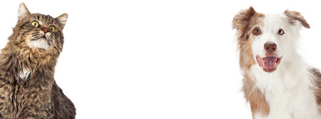 Tabby cat and Border Collie dog coming out of the side corners of a photo sized to fit a social media timeline cover placeholder.の写真素材