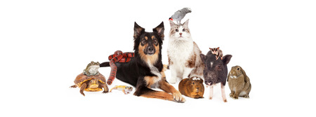 A large group of domestic pets including a dog, cat, bird, guinea pig, pot-bellied pig, sugar glider, bunny, lizard, snake, turtle and frog. Image is sized to fit a social media timeline