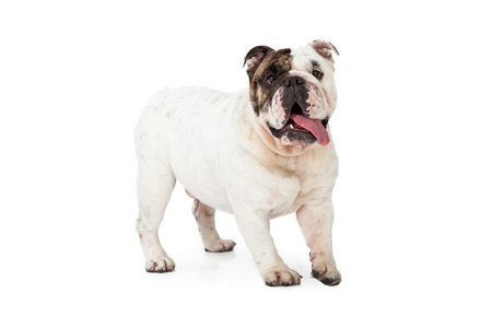 A cute and happy English Bulldog walkingの写真素材