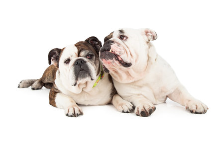 A pair of English Bulldogs laying close to each otherの写真素材