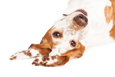 A closeup photo of a pretty Basset Hound dog with spotted ears laying upside downの写真素材