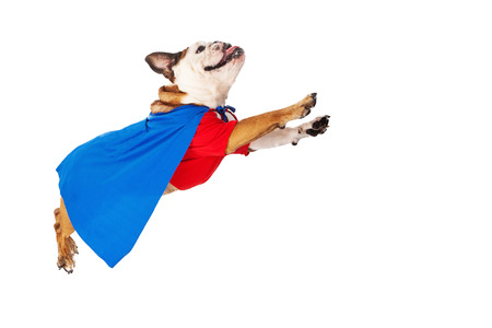 A funny Bulldog dressed as a super hero in a red shirt and blue cape flying through the airの写真素材