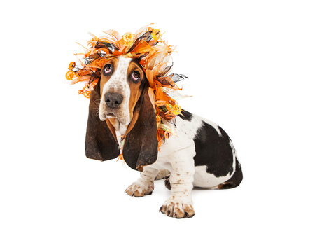 A cute young Basset Hound puppy dog wearing an orange and black Halloween themed headband