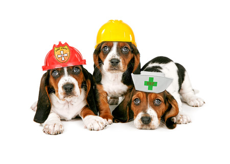 Basset Hound puppies wearing hats for different work occupations including a fireman, construction worker and veterinarianの写真素材