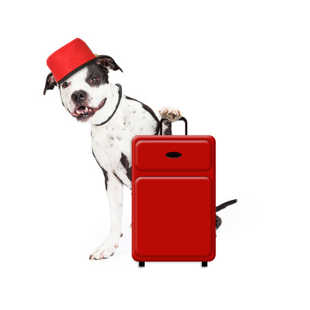 A cute and friendly dog dressed as a hotel bellhop with a red suitcaseの写真素材