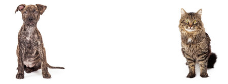 A cute brindle coated puppy and long hair tabby cat together in a banner size image with room for textの写真素材