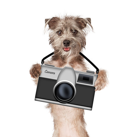 Happy dog holding a camera to take picturesの写真素材