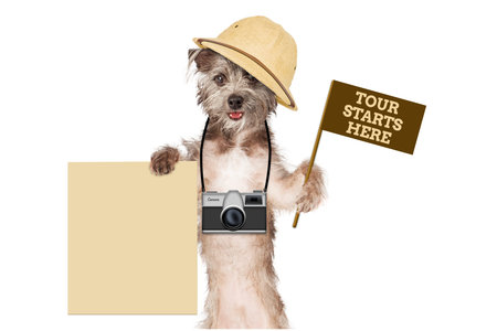 A cute dog safari guide with a camera, tour flag and blank signの写真素材