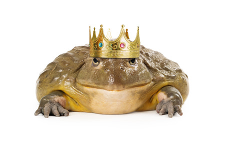 A large toad wearing a prince crownの写真素材