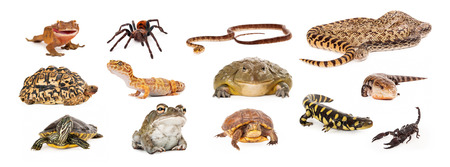 Composite of exotic pets including geckos, tarantula, snakes, turtles, toads, salamander, skink and scorpionの写真素材